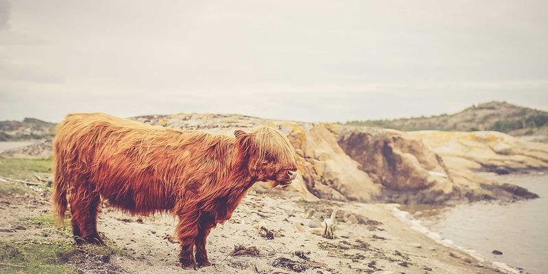 融入日式禅意的绿色生活：霍普吉利斯微习惯冥想体系设计