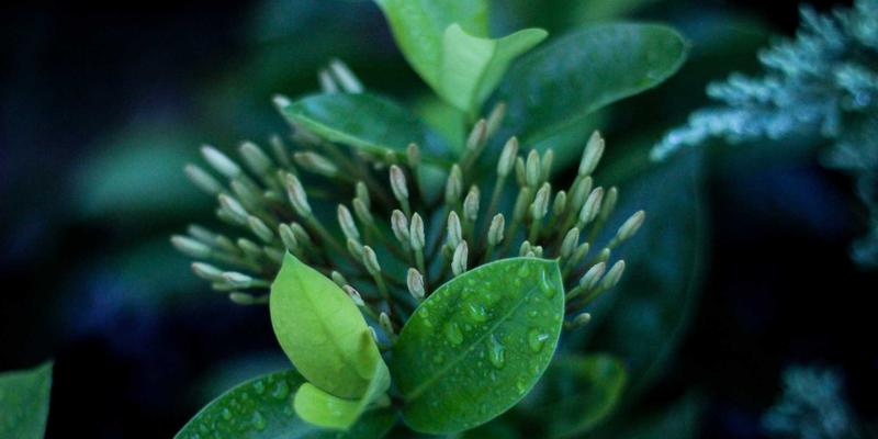 霍普吉利斯35：融合日式禅意的绿色生活与科学健身指南