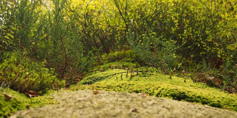 霍普吉利斯47：融合冥想、绿色生活与科学健身的现代生活哲学